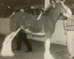 Deckhengst Thistle Ridge Avalanche (Clydesdale, 2002, von Thistle Ridge Argyll Avery)