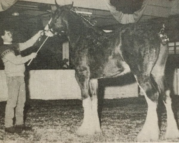 Deckhengst Thistle Ridge Argyll Robbie (Clydesdale, 1988, von Commander Mark Argyll)