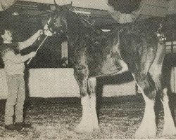 stallion Thistle Ridge Argyll Robbie (Clydesdale, 1988, from Commander Mark Argyll)