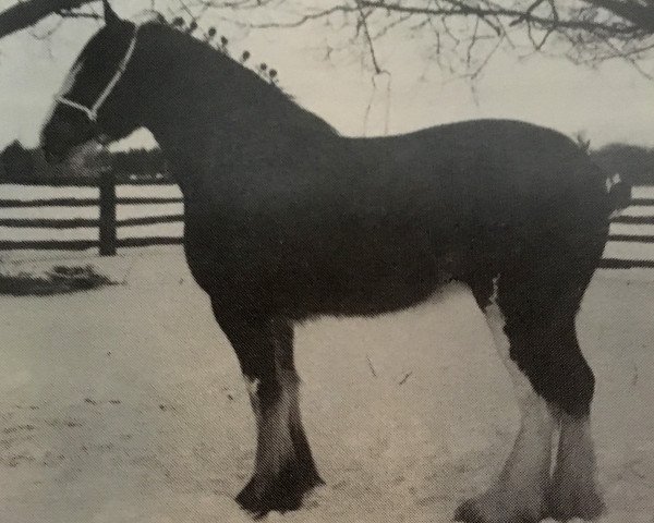 broodmare Thistle Ridge Argyll Rachel (Clydesdale, 1990, from Commander Mark Argyll)