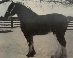 broodmare Thistle Ridge Argyll Rachel (Clydesdale, 1990, from Commander Mark Argyll)