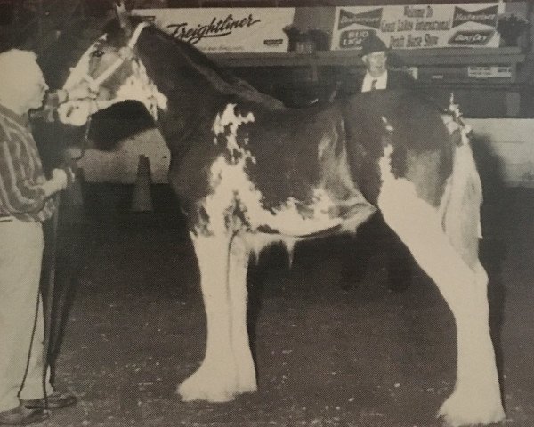 Pferd Thistle Ridge Argyll Paige (Clydesdale, 1995, von Commander Mark Argyll)