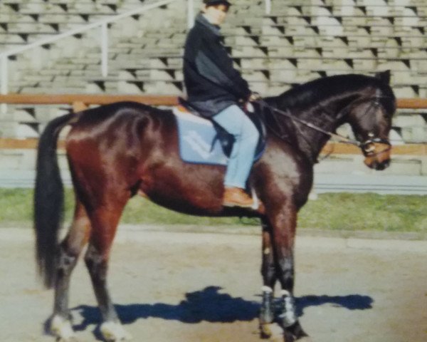 horse Gottfried (Trakehner, 1995, from Guter Stern)