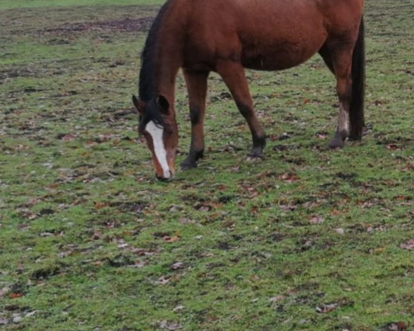 broodmare Nicet (Selle Français, 2001, from Fusain du Defey AA)