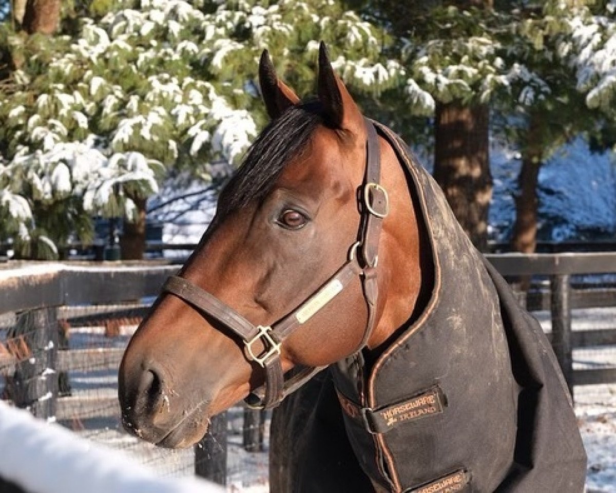 Deckhengst American Pharoah xx (Englisches Vollblut, 2012, von Pioneerof The Nile xx)