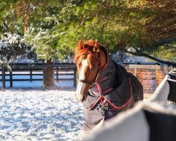 stallion Justify xx (Thoroughbred, 2015, from Scat Daddy xx)