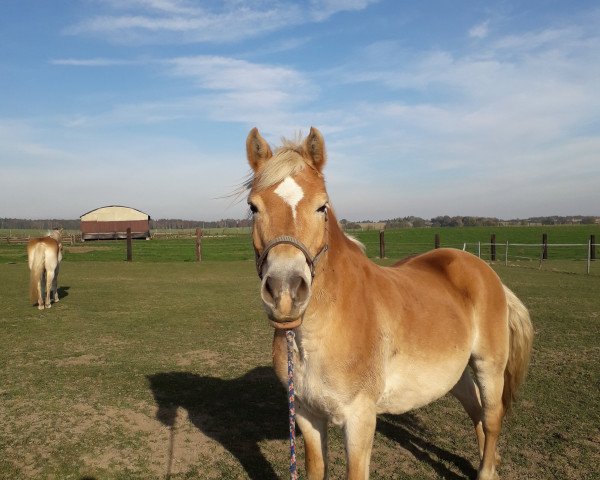 Zuchtstute Noble (Haflinger, 1997, von Nastral)