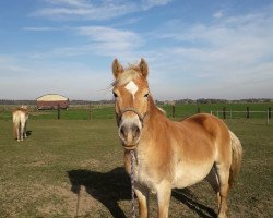 broodmare Noble (Haflinger, 1997, from Nastral)