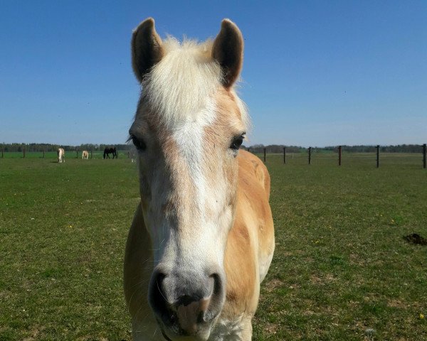 Zuchtstute Allerliebste (Haflinger, 2002, von Alban)