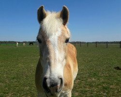 broodmare Allerliebste (Haflinger, 2002, from Alban)