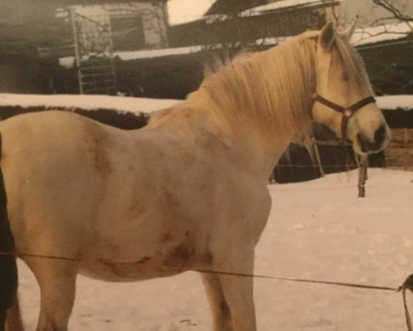 broodmare Ostara (Connemara Pony, 1994, from Carrabaun Finn)