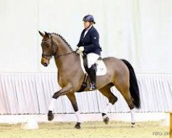 dressage horse Sunseeker (Hanoverian, 2014, from Scolari)