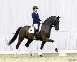 dressage horse Friedrich Schiller (Hanoverian, 2015, from Finest)