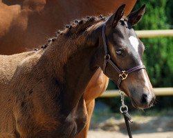 horse Dacapo MK (Deutsches Reitpferd, 2020, from Diamond Ruby)