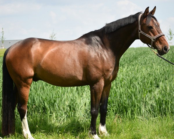 Pferd Rap Dancer (Bayer, 2001, von Roy Black)