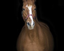 Springpferd Winona (Deutsches Sportpferd, 2005, von Sanssouci)