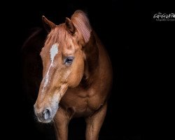 horse Quaterback (Bavarian, 2006, from Quinto de B)