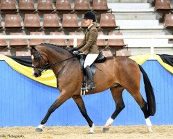 Deckhengst Quantador (Australisches Warmblut,  , von Quaterback)