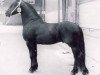 stallion Ludse 305 (Friese, 1986, from Naen 264)