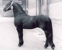 stallion Ludse 305 (Friese, 1986, from Naen 264)