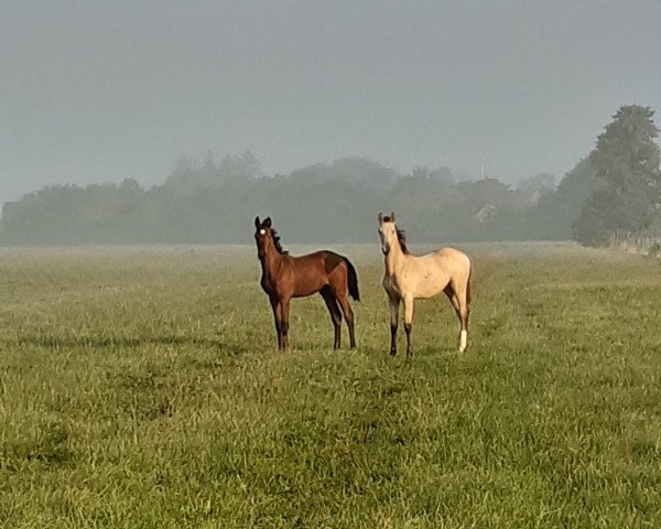 horse Puschel (German Warmblood, 2020, from Jesko)