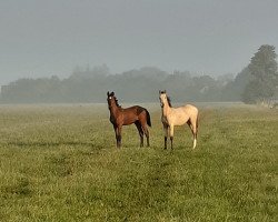 Pferd Puschel (Deutsches Reitpferd, 2020, von Jesko)