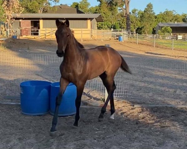 dressage horse Lokenzo Park Distinction (Hanoverian, 2020, from Dancing World)