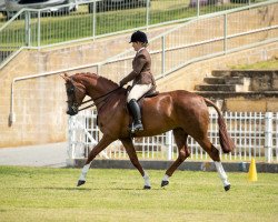 Zuchtstute CPE Quanita (Australisches Warmblut, 2013, von Quantador)