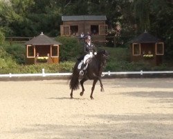 dressage horse Big Ben Mj (Hanoverian, 2010, from Blue Hors Bentley)