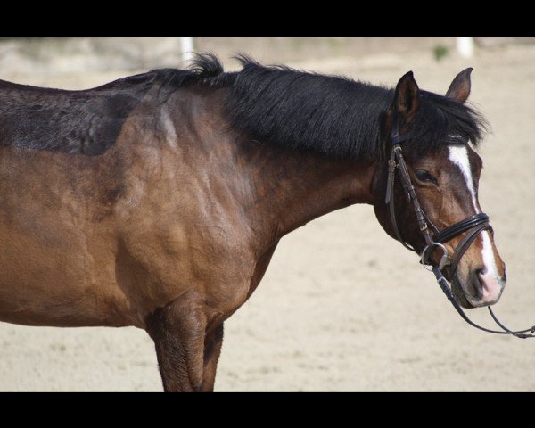 jumper Brownie (Pony without race description, 2005)