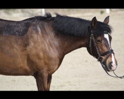 jumper Brownie (Pony ohne Rassebezeichnung, 2005)