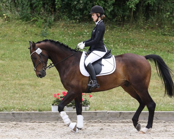 dressage horse Firenze (Westphalian, 2010, from Flatley 2)