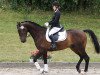 dressage horse Firenze (Westphalian, 2010, from Flatley 2)