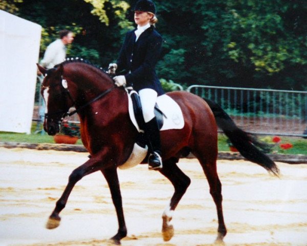 stallion Veltin (German Riding Pony, 1990, from Valido)