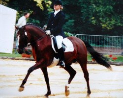 Deckhengst Veltin (Deutsches Reitpony, 1990, von Valido)