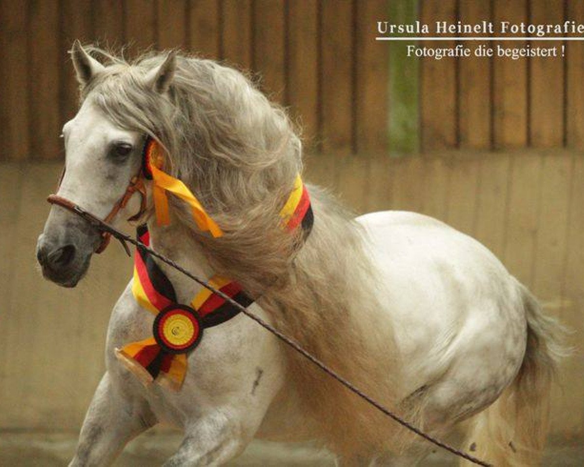 stallion Pericon Nadales (Pura Raza Espanola (PRE), 2007, from Italico-As)