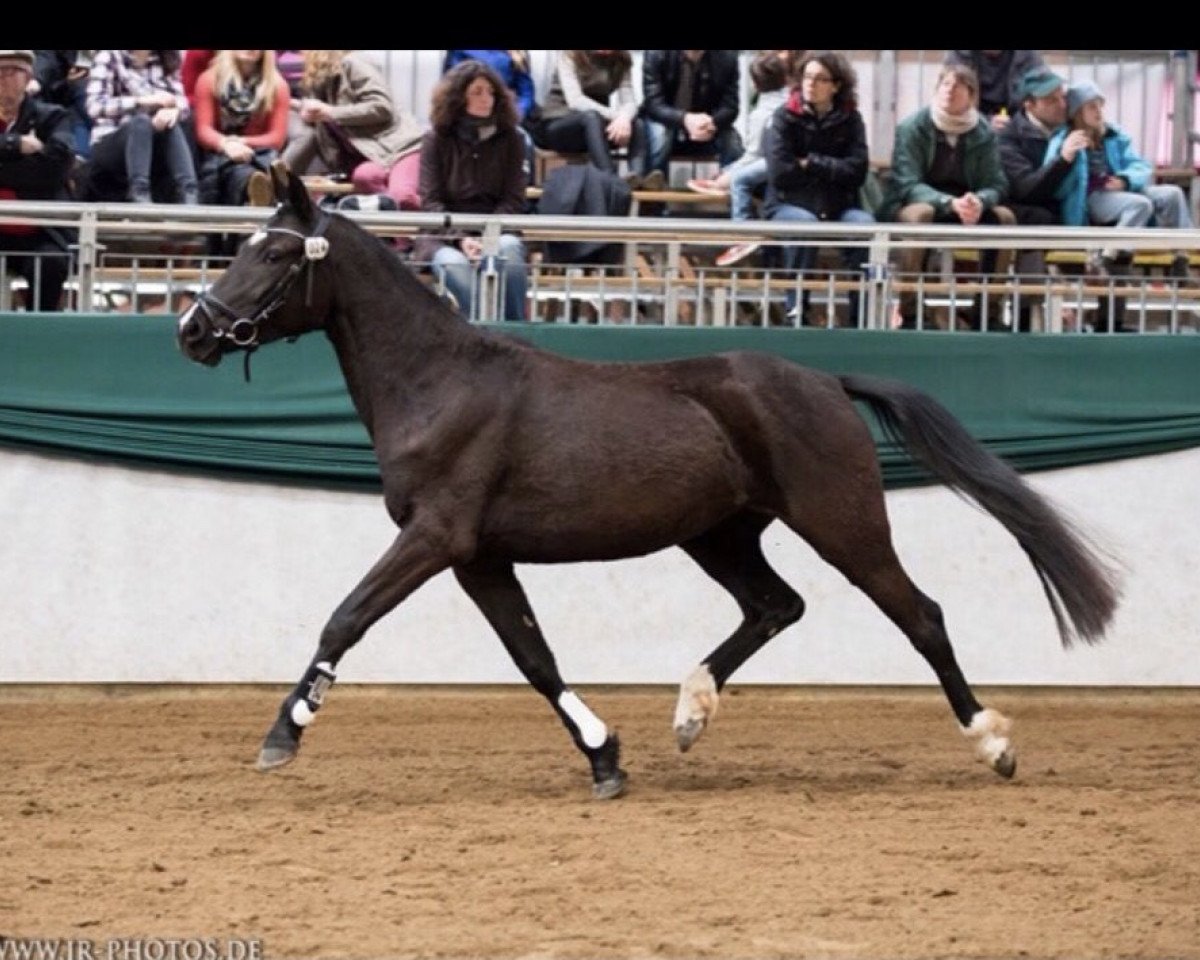broodmare Vanity W (German Riding Pony, 2012, from Veltin)