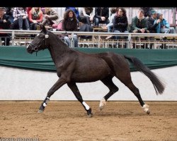 Zuchtstute Vanity W (Deutsches Reitpony, 2012, von Veltin)