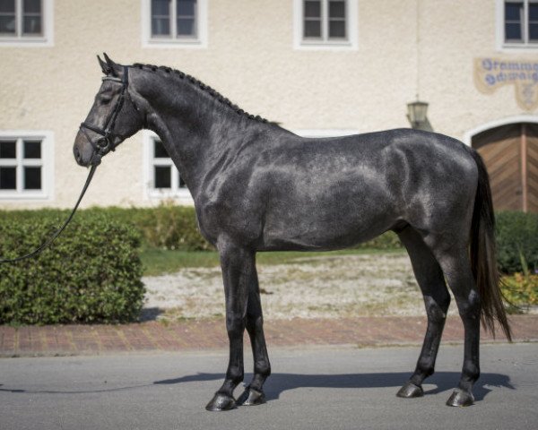 stallion Corallino (Holsteiner, 2017, from Cornet Obolensky)