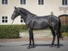 stallion Corallino (Holsteiner, 2017, from Cornet Obolensky)