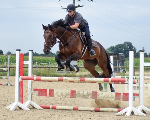 broodmare Shakira (Westphalian, 2006, from Sandro Boy Junior)