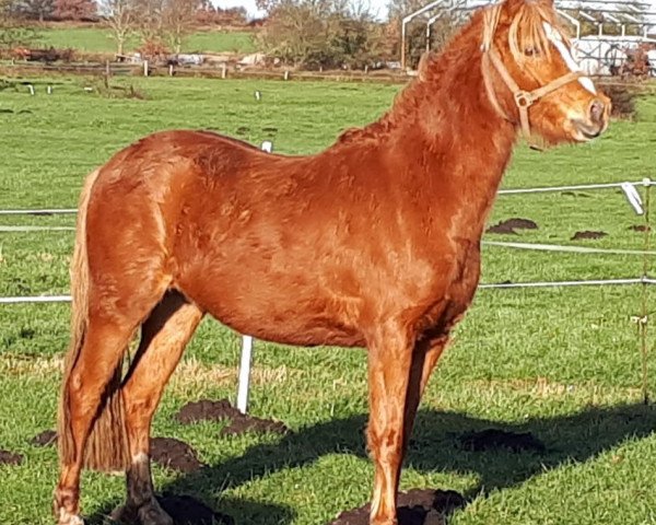 horse Matcho (German Riding Pony, 2018, from The Braes My Mobility)