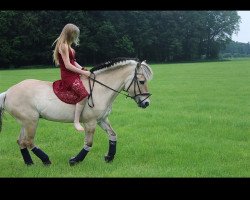 horse Hajo (Fjord Horse, 1997, from Haavaniko)