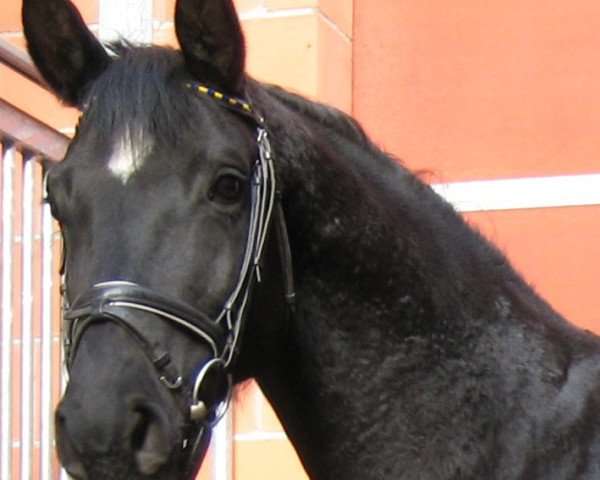 broodmare Rubina (Hanoverian, 2001, from Rotspon)