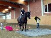 dressage horse Simba 133 (Sandro Hit, Rotspon) (Hanoverian, 2005, from Sandro Hit)