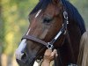 jumper Lydo (Oldenburg show jumper, 2014, from Lyjanero)