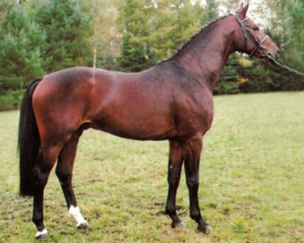 stallion As di Villagana (Hanoverian, 1996, from Acord II)