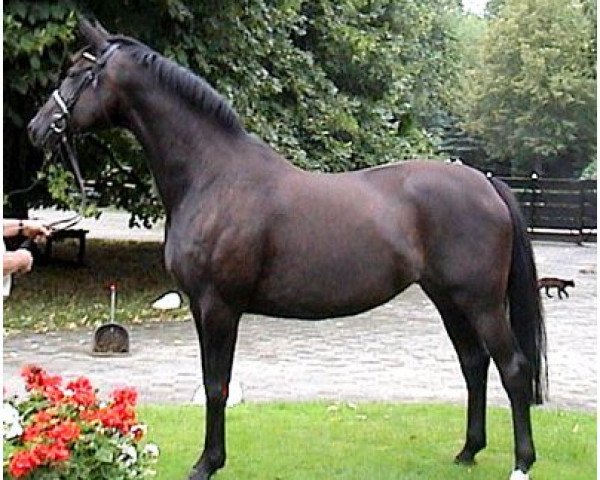 broodmare Honeymoon (Hanoverian, 1999, from Hohenstein I)