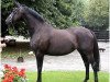 broodmare Honeymoon (Hanoverian, 1999, from Hohenstein I)