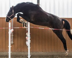 jumper Diamond Django (Hanoverian, 2014, from Diarado)